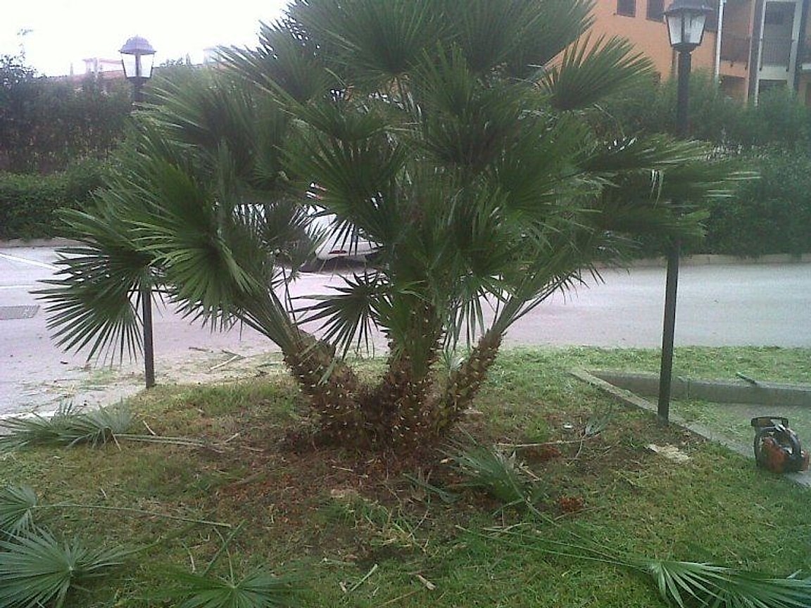 Potatura di una palma in un cortile condominiale
